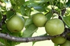 Pyrus pyrifolia 'Shinseiki'