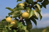 Pyrus pyrifolia 'Shinseiki'