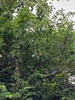 Form
