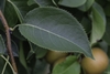 Leaf and stem detail
