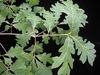 Leaves with alternate arrangement on the stem