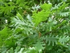 Quercus alba