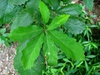Leaves