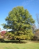 Large tree with rounded canopy, growing in a park.
