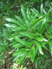 Leafy shoot bearing narrow, willow-like leaves.