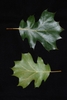 Front and back of lobed leaves (Moore County, NC)-Early Fall