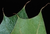 Lobed margins and bristle-tipped (Moore County, NC)-Early Fall