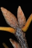 End buds (Moore County, NC)-Early Fall
