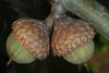 Side view of capped acorns (Moore County, NC)-Early Fall