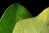 Front and back of leaf (Moore County, NC)-Early Fall