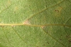 Underside of leaf (Moore County, NC)-Early Fall