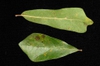 Leaf closeup (Moore County, NC)-Early Fall