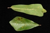 Leaf closeup (Moore County, NC)-Early Fall