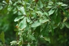 Leaves (Moore County, NC)-Early Fall
