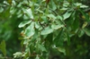 Leaves (Moore County, NC)-Early Fall
