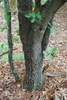 Gray ridged bark (Moore County, NC)-Early Fall