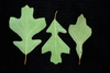 Various leaf shapes (Greensboro, NC)-Early Fall