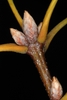 Stem with cluster of end and stem buds (Greensboro, NC)
