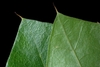 Underside of leaf with hairs (Greensboro, NC)-Early Fall