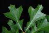Lobed green leaves (Greensboro, NC)-Early Fall