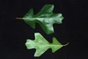 Various leaf shapes (Greensboro, NC)-Early Fall