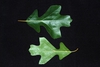 Various leaf shapes (Greensboro, NC)-Early Fall