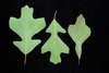 Various leaf shapes (Greensboro, NC)-Early Fall