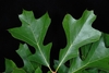 Lobed green leaves (Greensboro, NC)-Early Fall