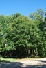 Form of a mature tree in leaf (Greensboro, NC)-Early Fall