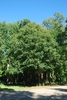 Form of tree (Greensboro, NC)-Early Fall