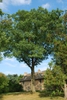 Form of the tree (Kingsessing, Philadelphia, PA)-Early Fall