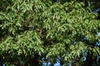 Crown (Kingsessing, Philadelphia, PA)-Early Fall
