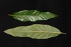 Leaf front and back with wavy to slightly lobed margins