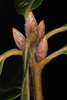 Cluster of stem buds (Durham, NC)-Early Fall