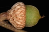 Green acorn side view (Durham, NC)-Early Fall