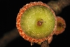 Bottom view of acorn (Durham, NC)-Early Fall