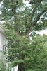 Tree form (Durham, NC)-Early Fall