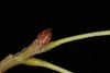 Stem bud (Brighton, NY)-Late Summer