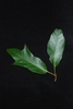Variable shape of leaves (Brighton, NY)-Late Summer