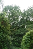 Tree form (Brighton, NY)-Late Summer