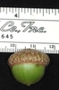 Immature acorn with cup side view (Brighton, NY)-Late Summer