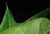 Lobed margins (Brighton, NY)-Late Summer