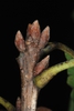 End buds (Greene County, AL)-Mid Fall
