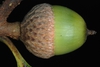 Side view of acorn (Greene County, AL)-Mid Fall