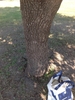 Dark brown bark