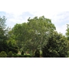Form of an adult tree