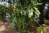 Green leaves
