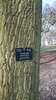 Dark brown fissured bark