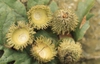 Bristly acorn cups