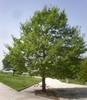 Form of a yound tree